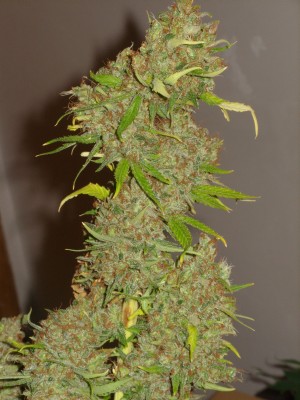 large Mexican Sativa
