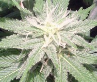 Cyclops Auto-flowering Feminised picture