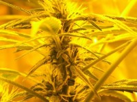 Little Cheese Auto Flowering Feminised picture