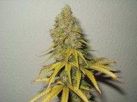 Nirvana Raspberry Cough Feminised  - 5 picture