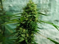 Sweet Cheese Auto Feminised picture