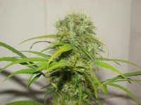 White Widow picture