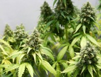 Automatic White Widow Feminised - 5 picture
