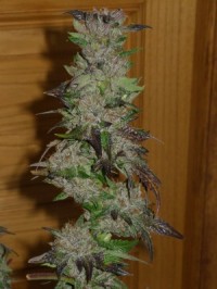 Sativa  Collection - d picture