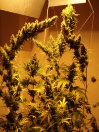Strawberry Cough Feminised picture