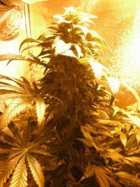 Sweet Tooth Auto Feminised picture