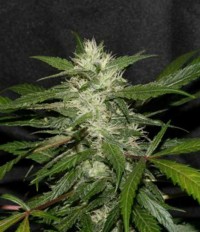 Sweet Chunk BX1 picture