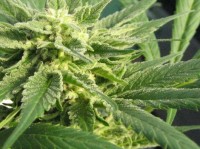 White Widow Feminised picture