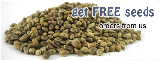 Best offer for marijuana seeds
